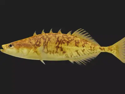 Stickleback Low-poly 3D model