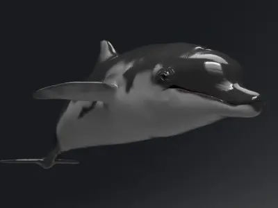 Dolphin Model 13 Animations UnrealEngine and UNITY Low-poly 3D model