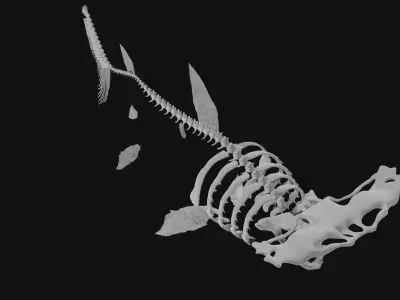 Hammerhead Shark Skeleton 3D model