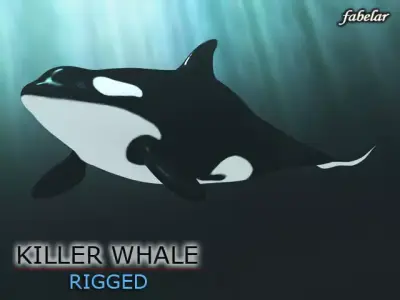 Killer whale 3D model