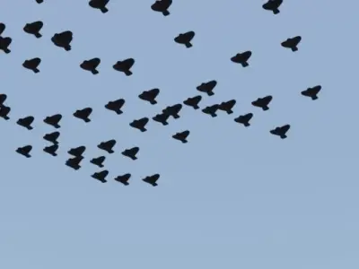 Geometry node flock of birds in blender Low-poly 3D model