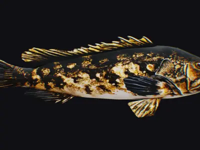 Freshwater Fish Animated Carp Largemouth Bass Smallmouth Perch Low-poly 3D model