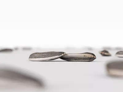 Sunflower Seed 3D model