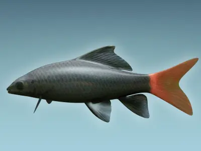 Red Tailed Fish 3D model