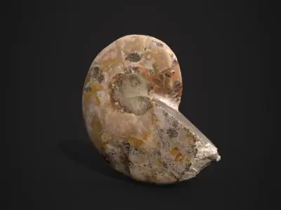 Ammonite Fossil Scene Prop 3D model
