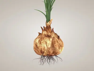 Plant Parts of Crocus with Saffron Low-poly 3D model