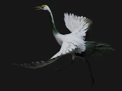 Crane Bird A4 3D model