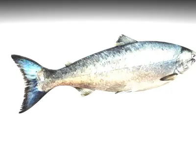 Animated and Rigged Swimming Salmon Fish 3D model