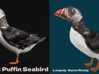 Atlantic Puffin Seabird Low-poly 3D model