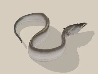 Ribbonfish Low-poly 3D model