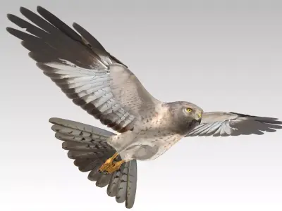 Hen Harrier Low-poly 3D model