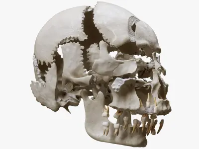 Human Skull Explode Anatomy Atlas 3D model