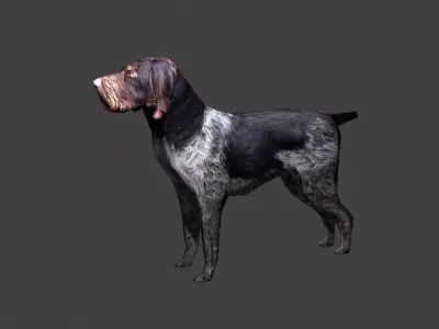 Deutsch Drahthaar Hunting Dog Low-poly 3D model
