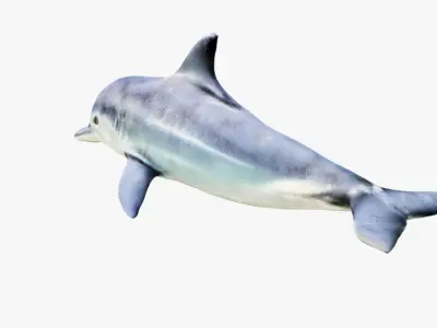 Dolphin Free 3D model