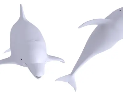 Dolphin 3D Model 3D model