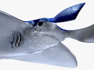 Rigged and Animated Manta ray sea creature Low-poly 3D model