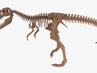 Tyrannosaurus Rex Skeleton 3D model