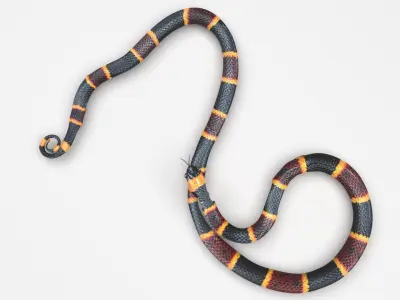 Coral Snake 3D model