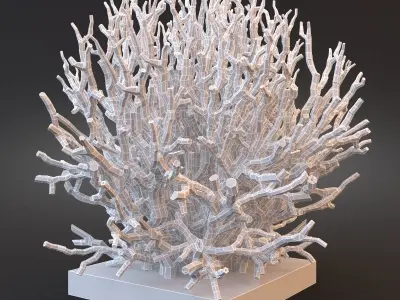 White Coral Specimen on Lucite Stand 3D model