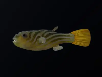 animated pufferfish blowfish puffer 3D model