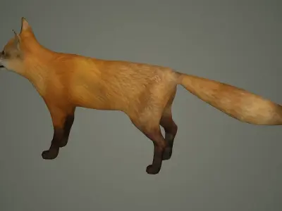 wildlife fox animal mammal fox animal nature wild  3D model