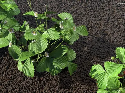 Garden Strawberry Plant Flower Set 3D model