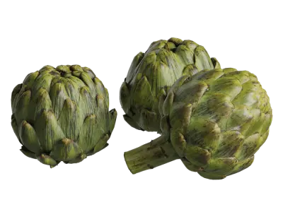  Artichoke Models 