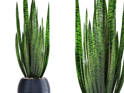 indoor plant set017 3D model