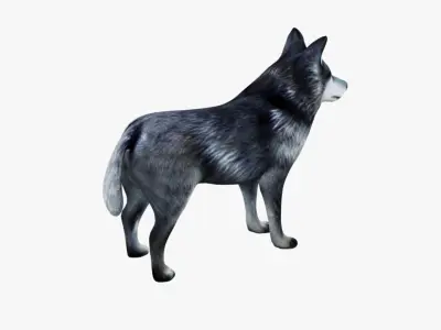 Wolf Animal Free 3D model