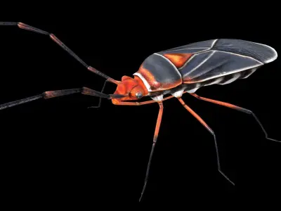 Extra Beetle  Low-poly 3D model