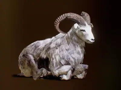 Ovis animated Low-poly 3D model