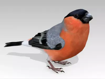 Bullfinch bird Low-poly 3D model