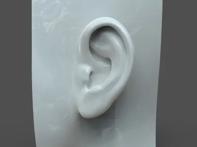 CAD-friendly Casual Woman Ear Model F1P1D0V1ear 3D model