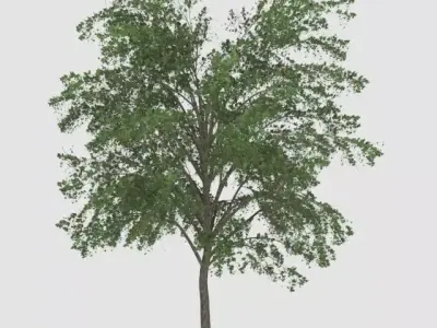 Outdoor Tree  Free 3D print model