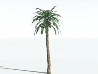 EVERYPlant Date Palm 1 --16 Models-- 3D model