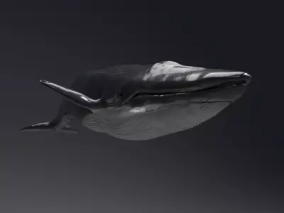 Blue Whale Model 9 Animations uasset unitypackage Low-poly 3D model