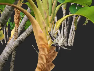 Strelitzia nicolai - Natal wild banana Tree 02  3D model