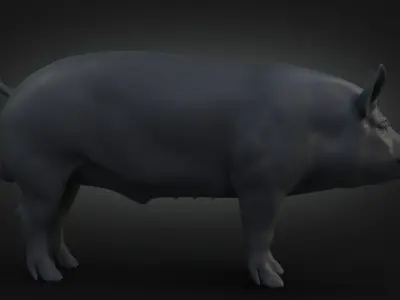 DomesticPig Male Free 3D model