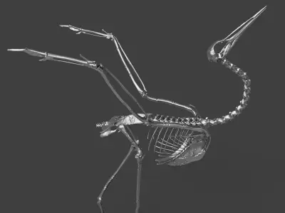 Silver Crane Skeleton  3D model