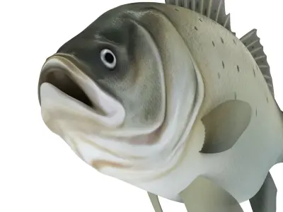 Perch Weever Sea Bass Fish Low-poly 3D model