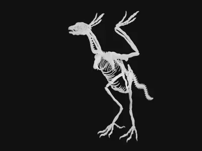 Archaeopteryx skeleton 3D model