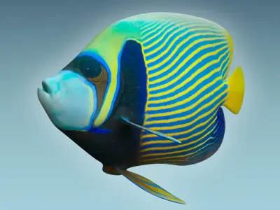 Anglefish 13 3D model