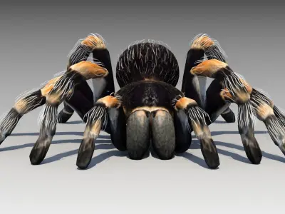 Tarantula Animated Low-poly 3D model