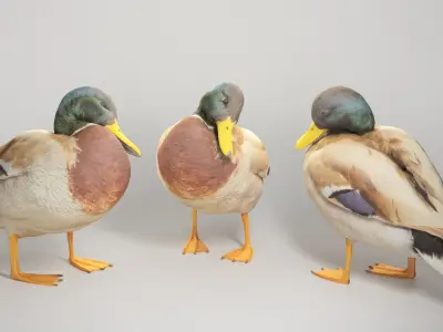 Duck 16 Low-poly 3D model