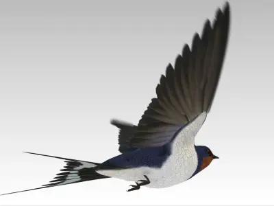 Barn Swallow Low-poly 3D model