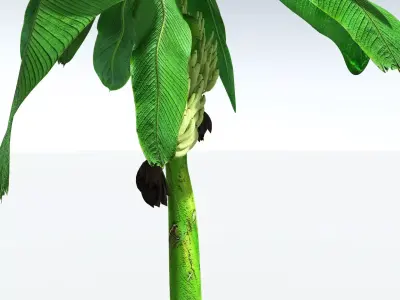 EVERYPlant Banana Plant 3D model