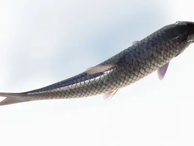 Amur fish Animated Low-poly 3D model