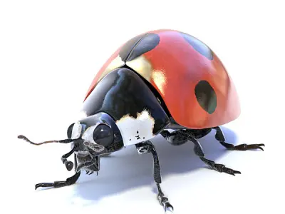 Accurate ladybug 3D model