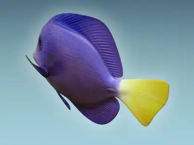 Zebrasoma Fish 2 3D model