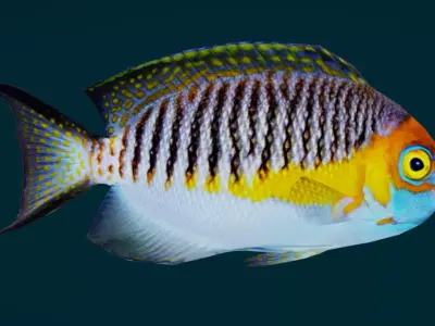 Coral Reef Fish Collection Animated - Game Ready pack 3 Low-poly 3D model